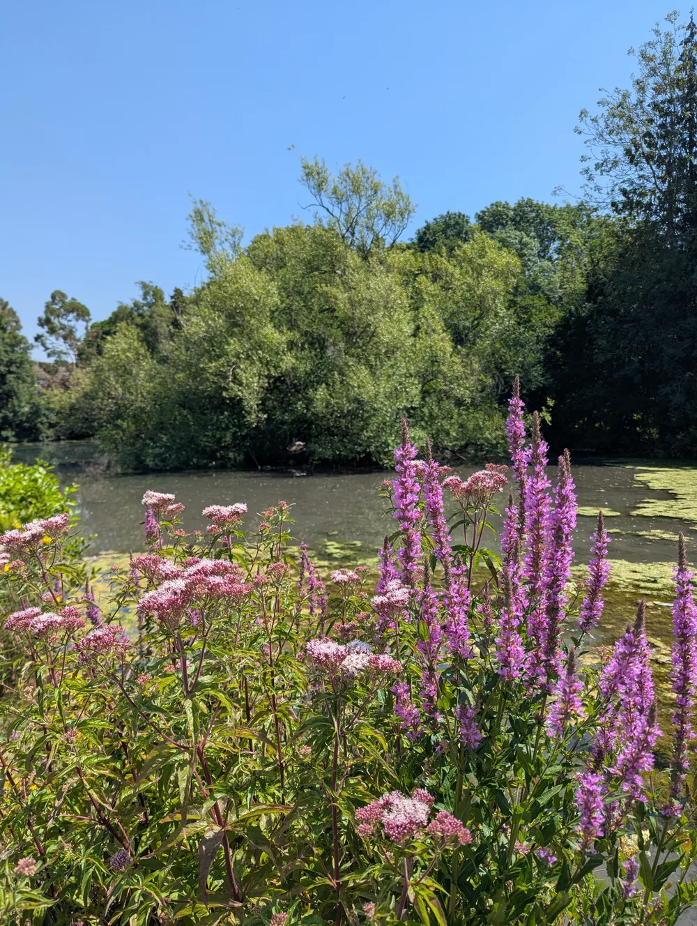 The pond in the outdoor space at Fromehall Mill